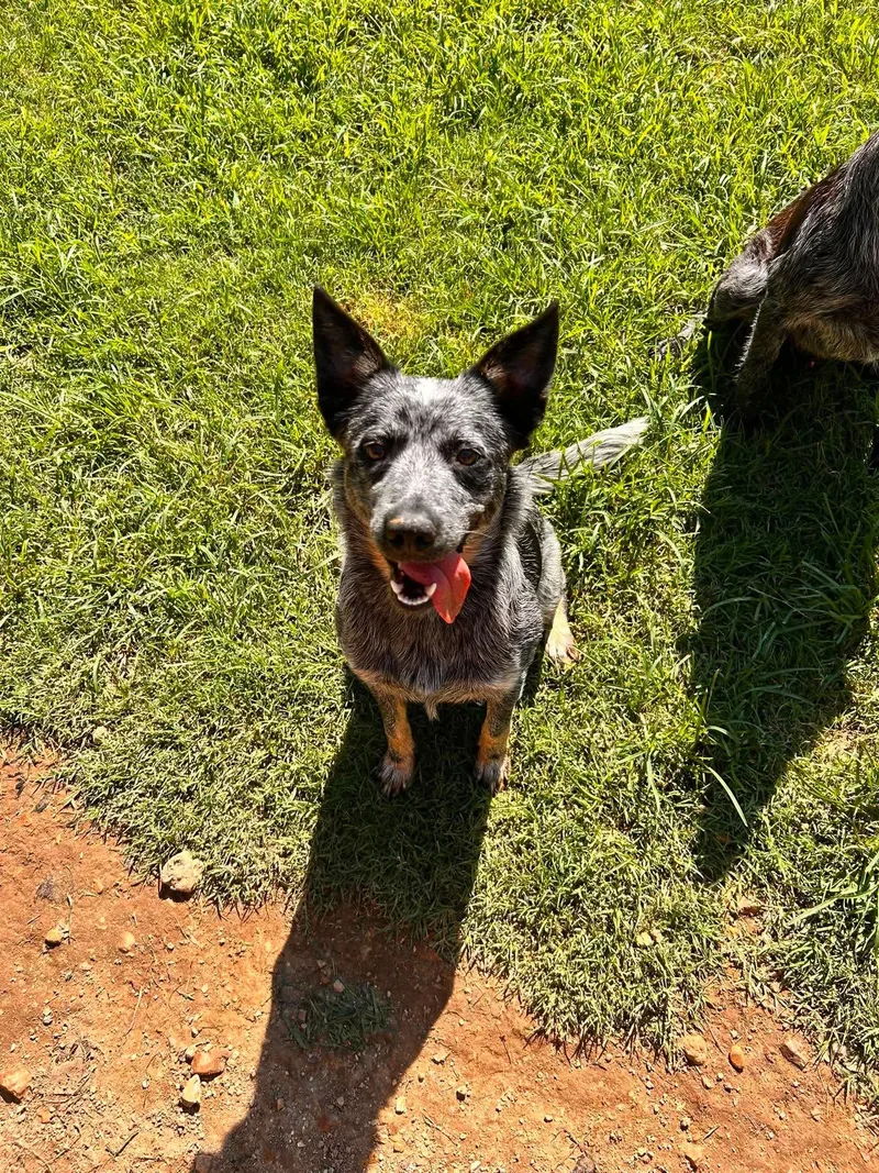 An adult medium-sized female Merle (Blue) Australian Cattle Dog / Blue Heeler dog named Penny for adoption in Watertown, CT