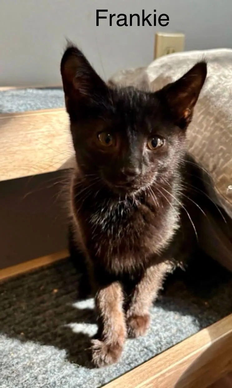 A baby medium-sized male Bombay cat named Frankie for adoption in Wyandotte, MI
