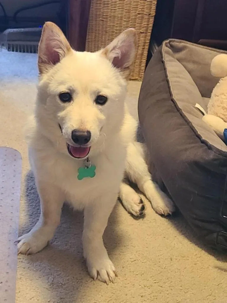 A young medium-sized male Jindo dog named Aiden for adoption in Seattle, WA