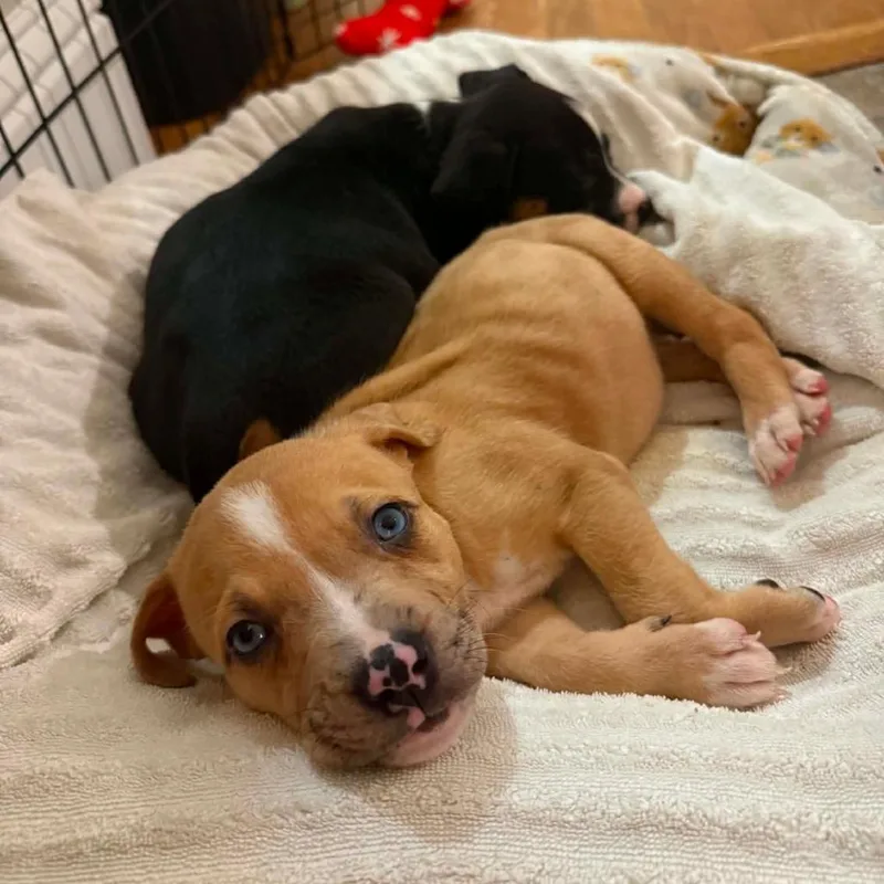 A baby small-sized female Yellow / Tan / Blond / Fawn Mixed Breed dog named Rayband for adoption in Hopkinton, MA