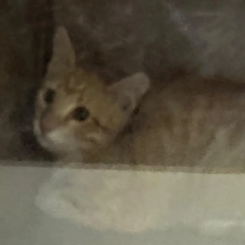 A baby small-sized female Orange / Red Domestic Short Hair cat named Bow for adoption in Lakewood, CO