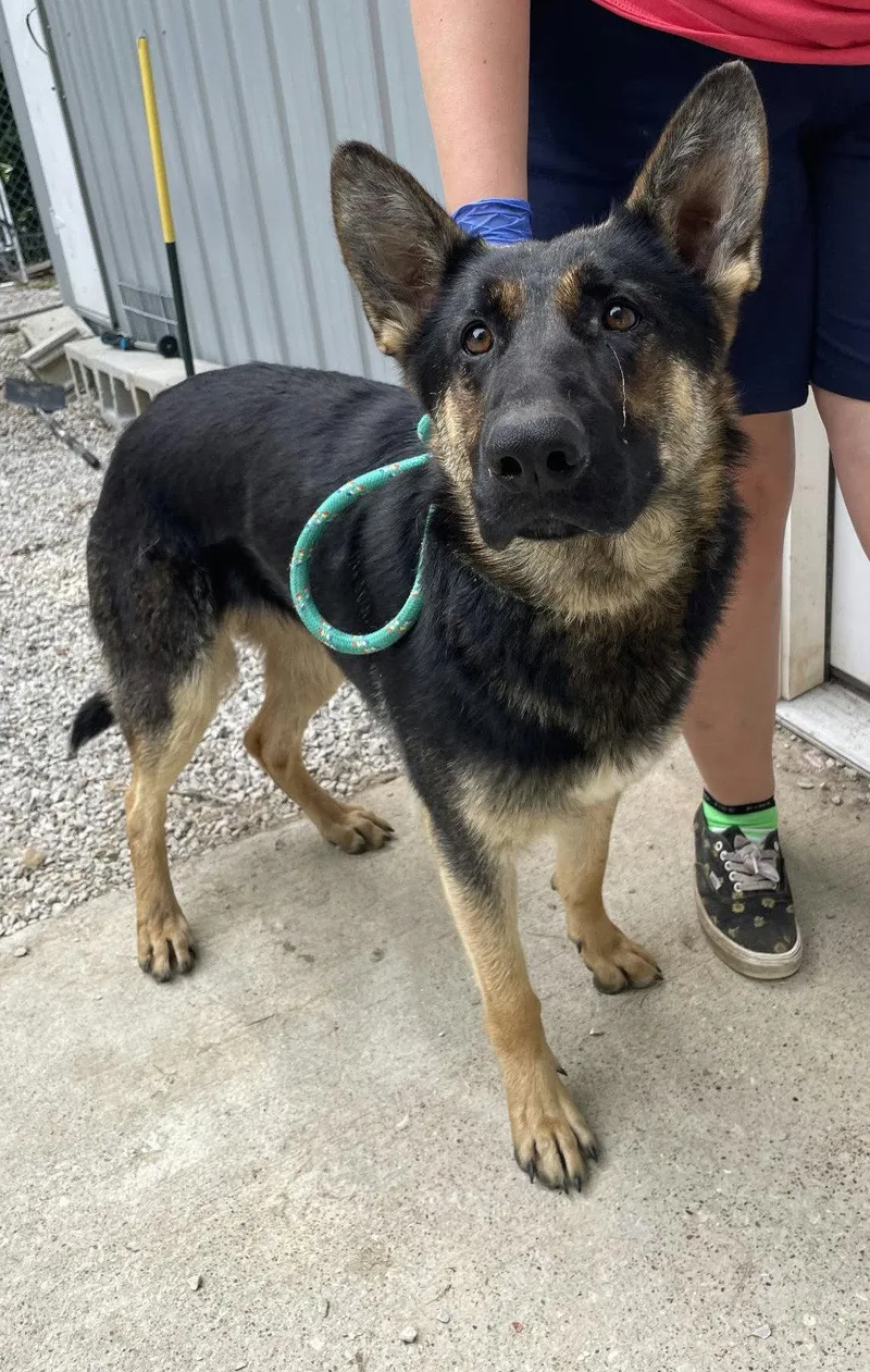An adult large-sized female German Shepherd Dog dog named Ruby for adoption in Frenchburg, KY