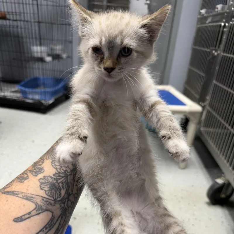 A baby small-sized female Cream / Ivory Domestic Short Hair cat named Glenora for adoption in Marion, VA