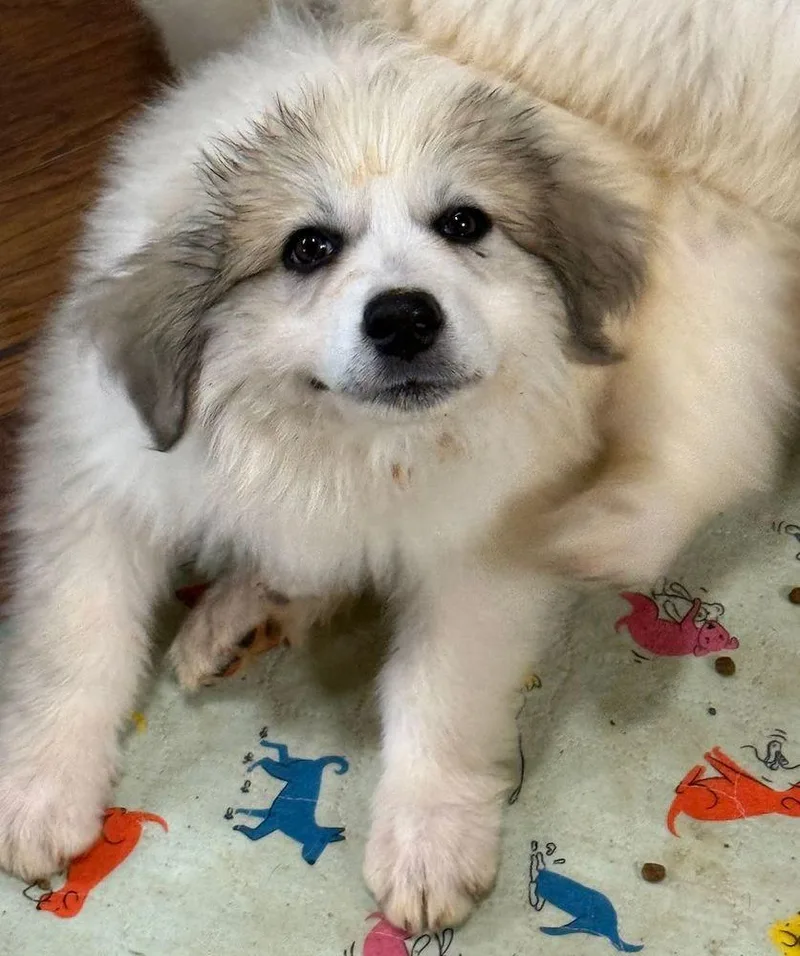 A baby extra large-sized female White / Cream Great Pyrenees dog named S'mores for adoption in Larkspur, CO