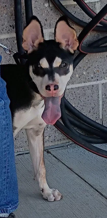 A young medium-sized male Mixed Breed dog named Levy for adoption in Atlanta, GA