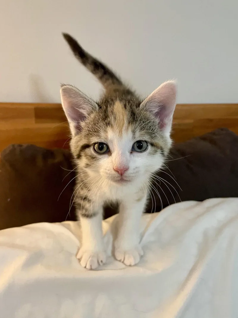 A baby medium-sized female Domestic Short Hair cat named Mariephilip for adoption in Broomall, PA
