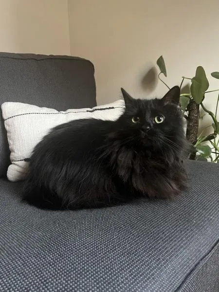 A senior medium-sized female Domestic Long Hair cat named Luna for adoption in New York, NY