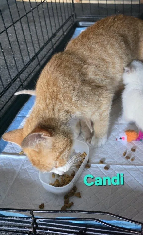 Candi thumbnail 2