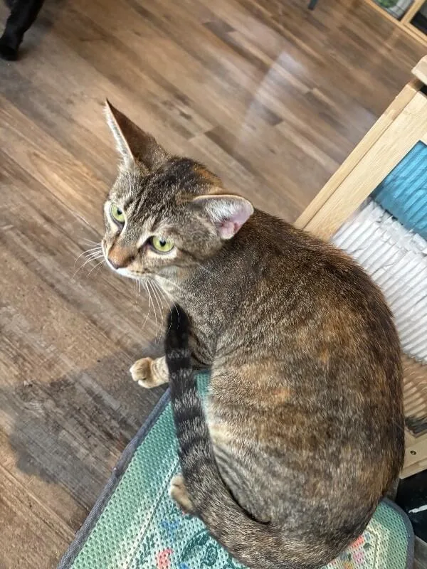 An adult medium-sized female Brown / Chocolate Domestic Short Hair cat named Nucleus for adoption in Grand Rapids, MI