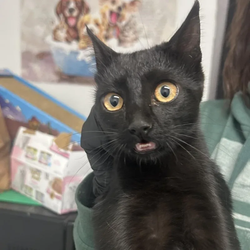 A baby small-sized female Black American Shorthair cat named Zelda for adoption in Taos, NM