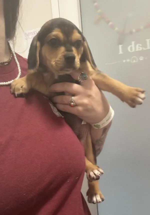 A baby small-sized male Beagle dog named Steffon for adoption in Stratham, NH