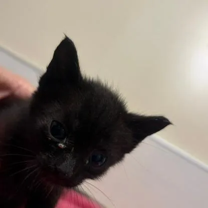 A baby small-sized male Black Domestic Short Hair cat named Candy Land for adoption in Novelty, OH