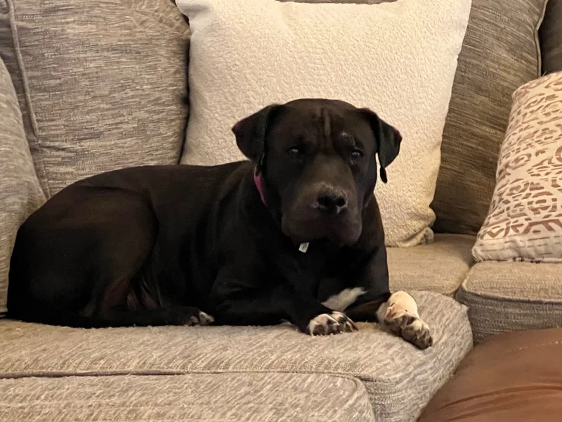 Mama Dog  Loving thumbnail 2