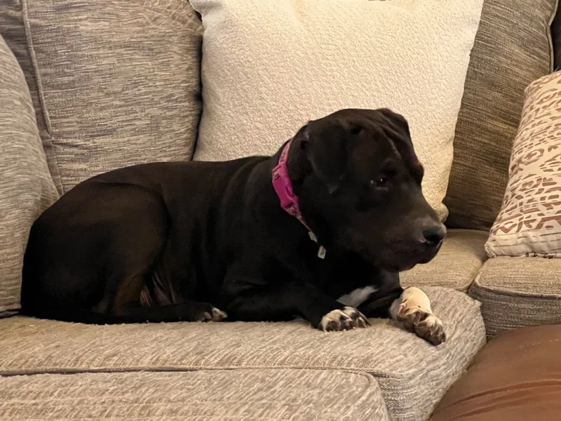 Mama Dog  Loving thumbnail 5