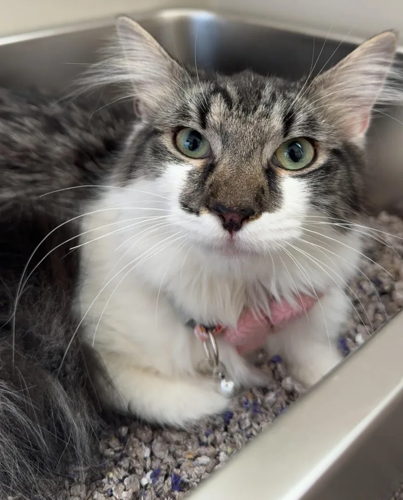 A baby small-sized female Tabby (Gray / Blue / Silver) Maine Coon cat named Haidyn for adoption in Beckley, WV