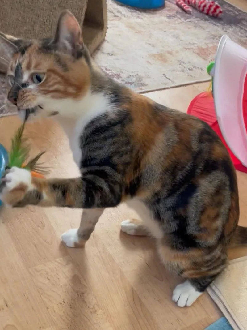 Gigi thumbnail 4