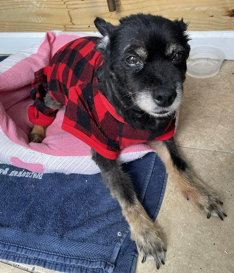An adult small-sized male Brown / Chocolate Mixed Breed dog named Norton for adoption in New York, NY
