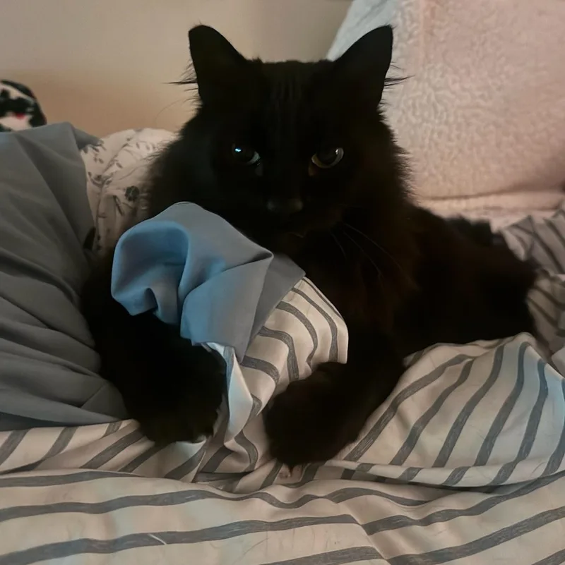 An adult medium-sized male Black Domestic Long Hair cat named Triscuit for adoption in Springfield, OR