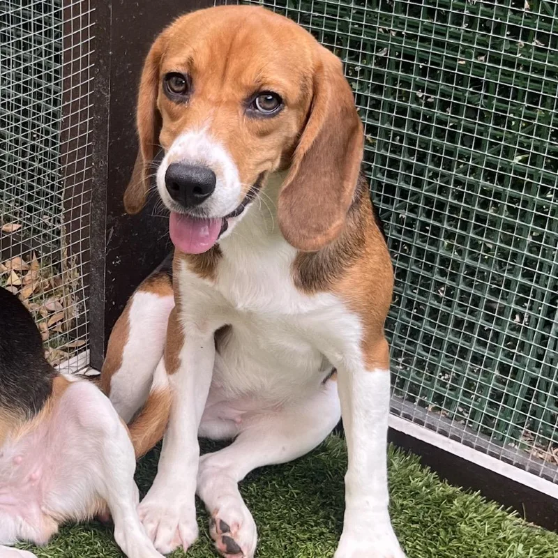 A young small-sized female Yellow / Tan / Blond / Fawn Beagle dog named Chicken Nugget for adoption in LOXAHATCHEE, FL
