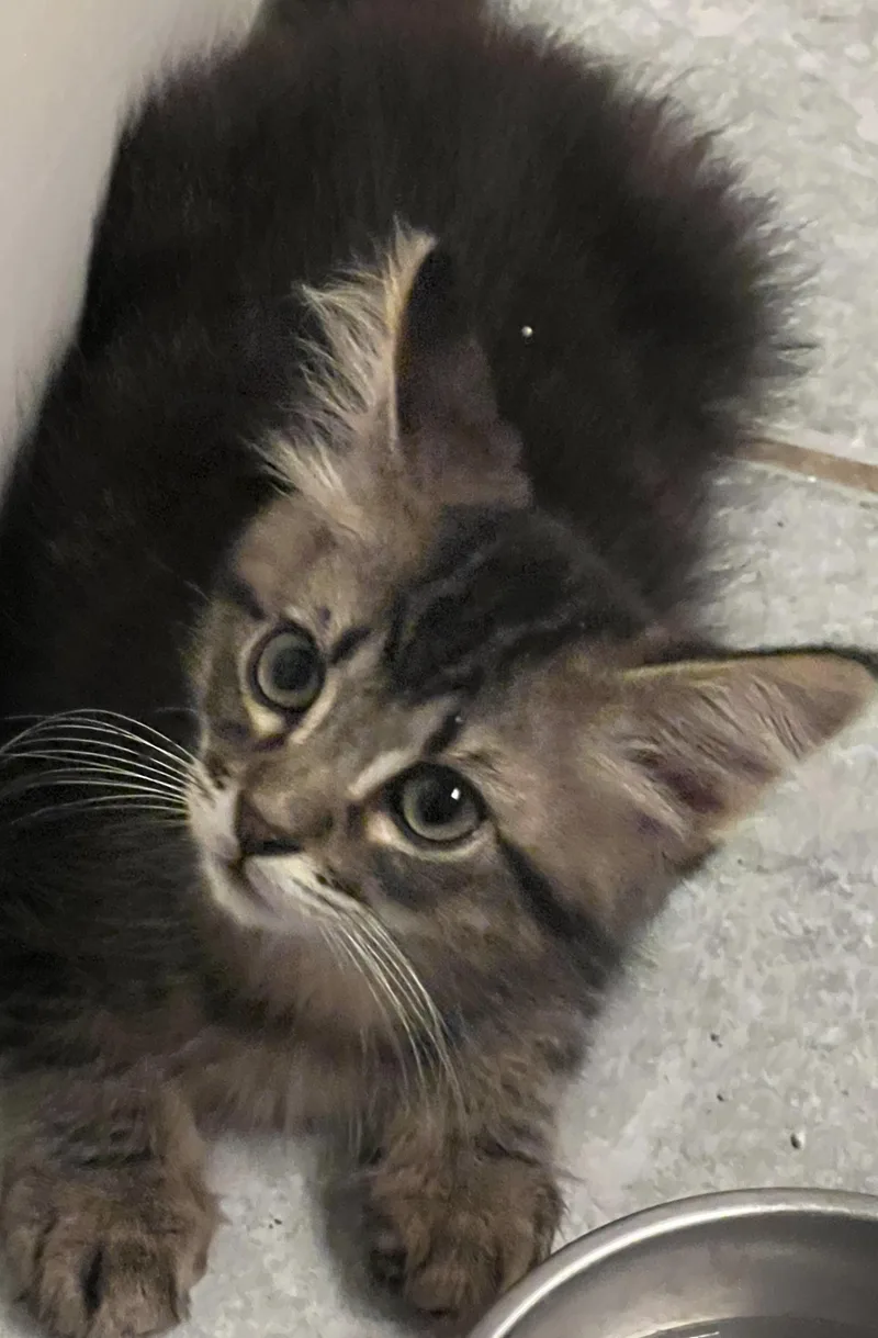 Elton  Rf Petsmart