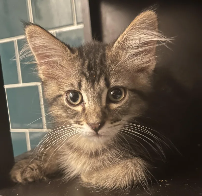 Elton  Rf Petsmart thumbnail 2