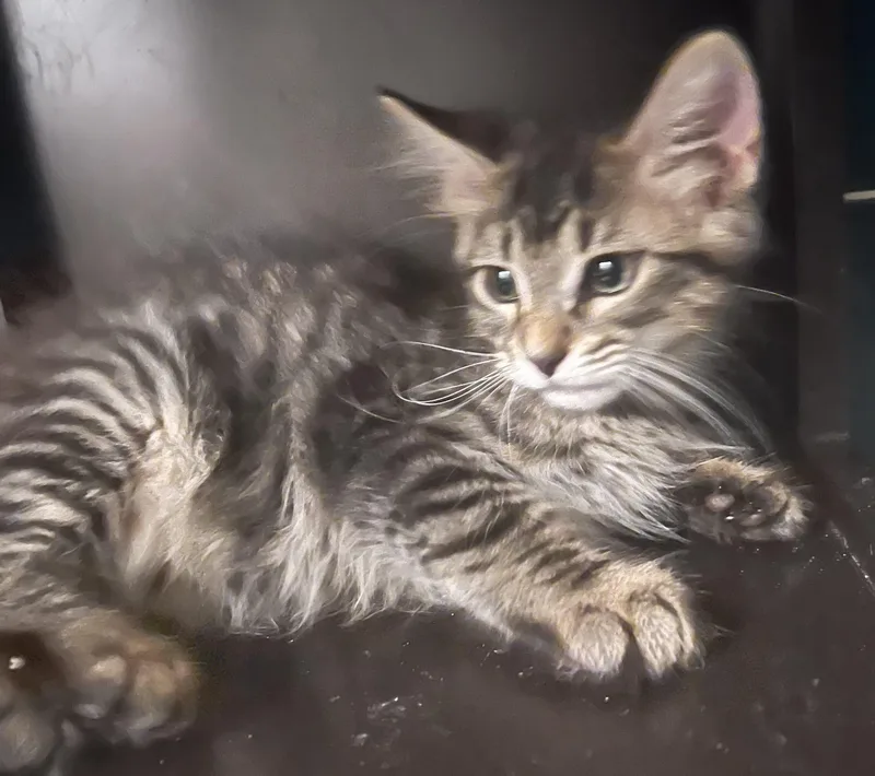 Elton  Rf Petsmart thumbnail 3