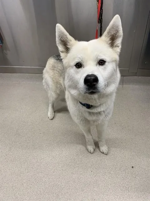 Apollo