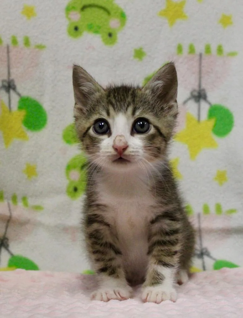 A baby small-sized male Domestic Short Hair cat named Cypress for adoption in Clinton, SC