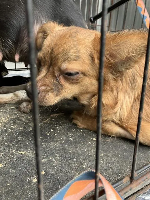 A young small-sized male Mixed Breed dog named Bob for adoption in Dallas, TX