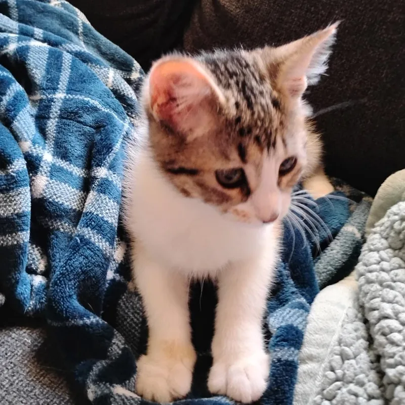 A baby small-sized female Calico Domestic Short Hair cat named Meeka for adoption in Grantsville, UT