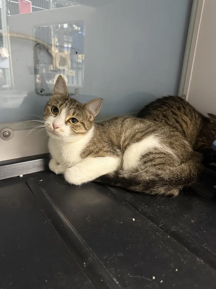 An adult medium-sized female Domestic Short Hair cat named Stevie Nicks for adoption in West Mifflin, PA