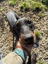 A young medium-sized male Black Coonhound dog named Luke for adoption in Circleville, OH