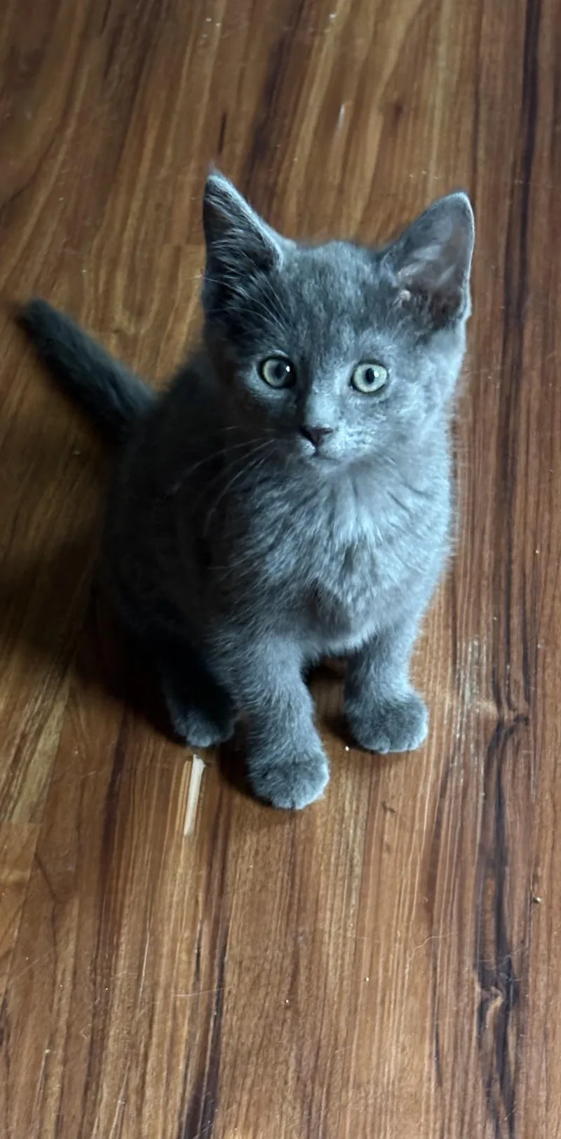 A baby medium-sized male Gray / Blue / Silver Domestic Short Hair cat named Asher for adoption in Wilmington, OH