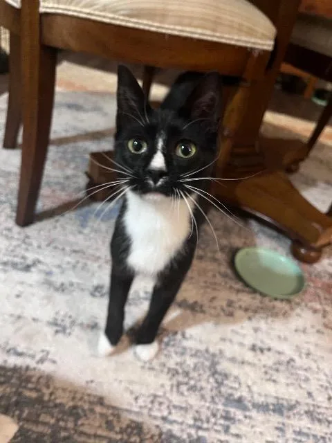 A baby medium-sized male Domestic Short Hair cat named Jax for adoption in Pawtucket, RI