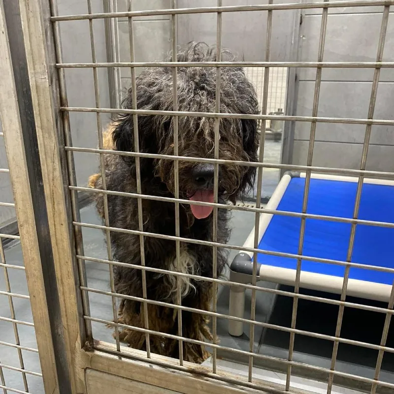An adult medium-sized female Black Poodle dog named Eclipse for adoption in Austin, TX