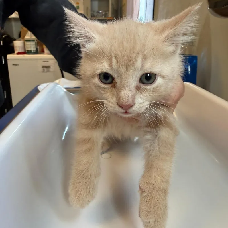 A baby small-sized female Buff / Tan / Fawn Domestic Medium Hair cat named Ginger Bread for adoption in Morrisville, VT