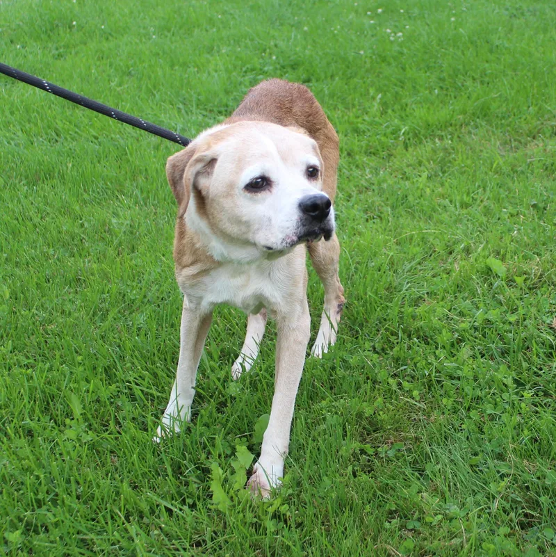 A senior medium-sized female Beagle dog named Linda for adoption in Heath, OH