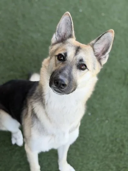 A young large-sized female Apricot / Beige German Shepherd Dog dog named Bo for adoption in Sacramento, CA