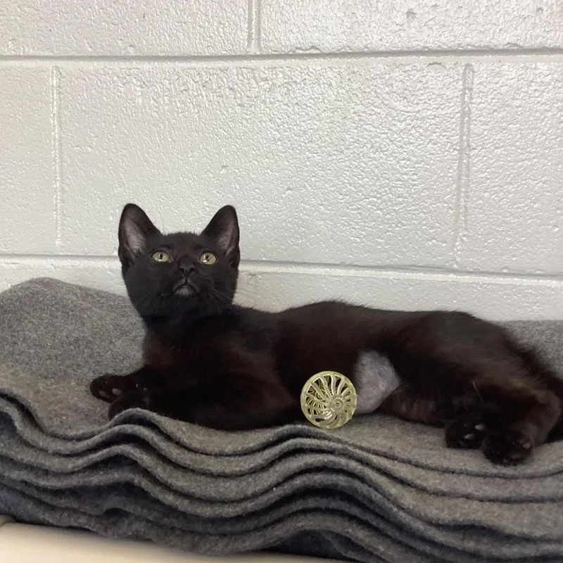 A baby small-sized female Black Domestic Short Hair cat named Miso for adoption in Montgomery, AL