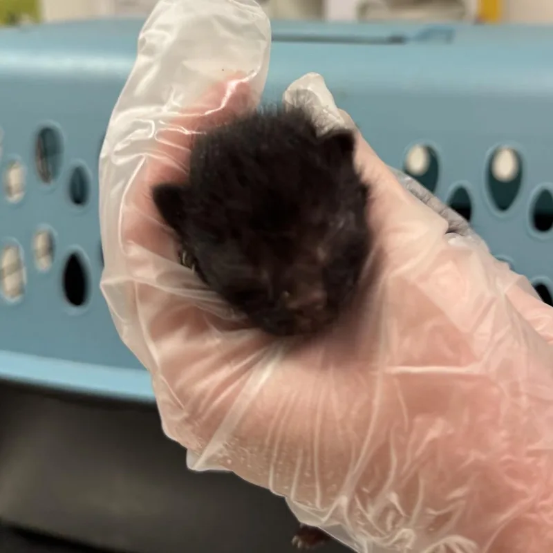 A baby small-sized male Black Domestic Medium Hair cat named Xavier for adoption in Charleston, WV