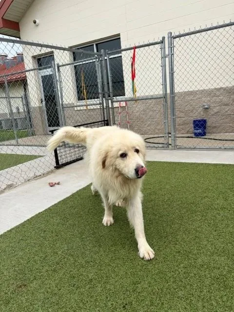 An adult extra large-sized male White / Cream Great Pyrenees dog named Beaver for adoption in Fayetteville, AR