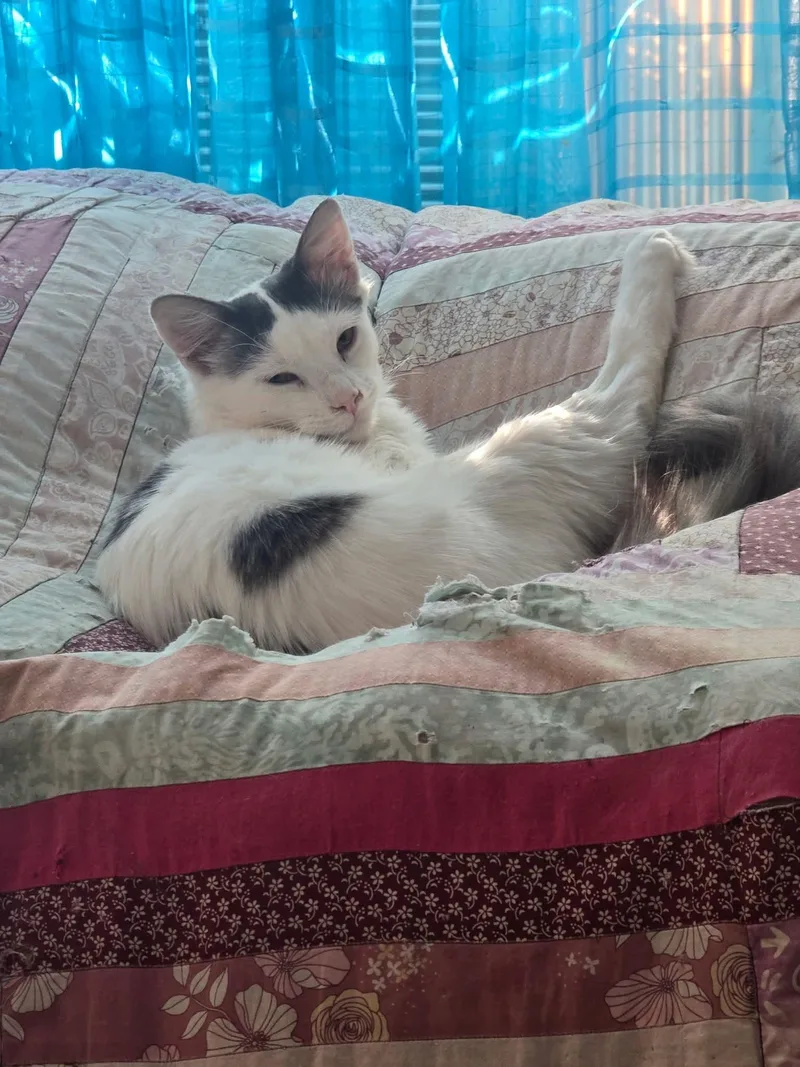 Bartholomew  Daisy And