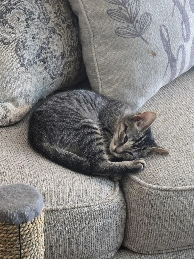 Bartholomew  Daisy And thumbnail 3