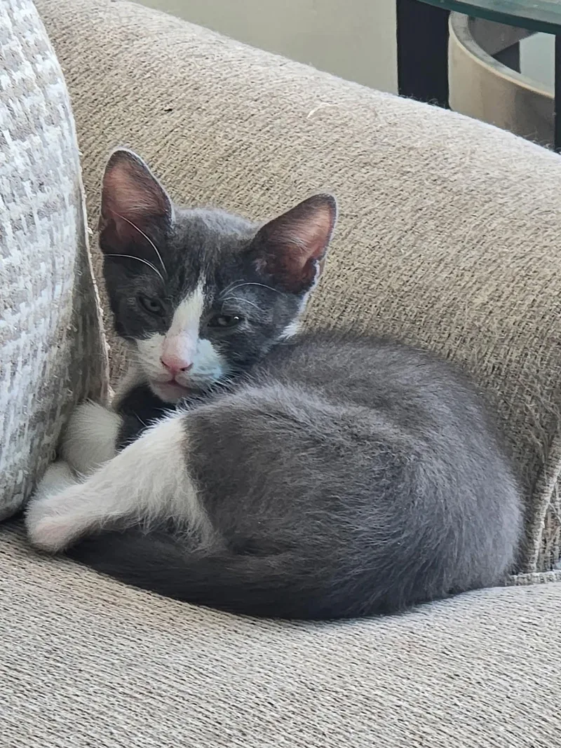 Bartholomew  Daisy And thumbnail 5