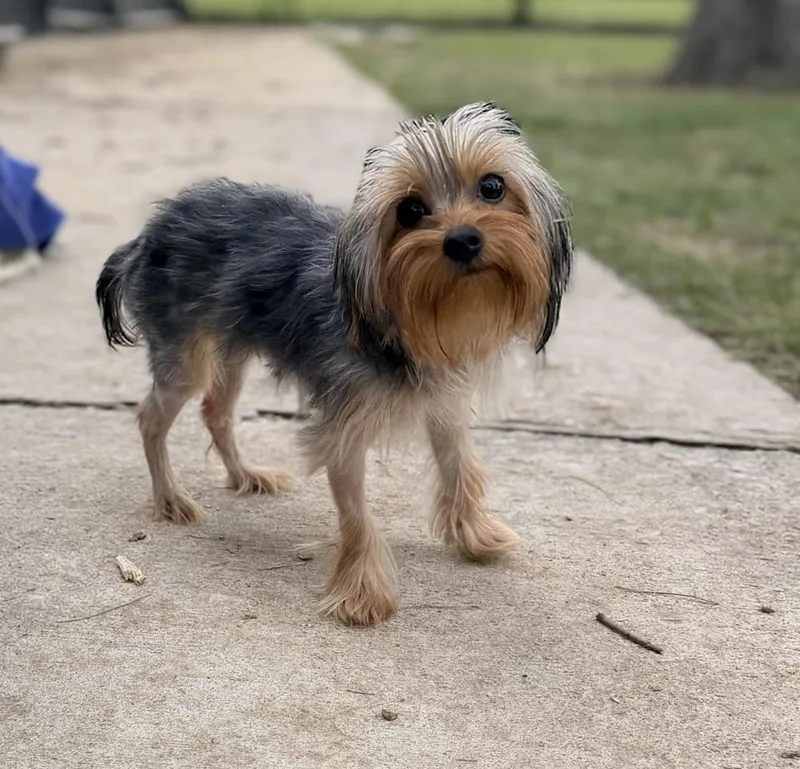 A young small-sized female Gray / Blue / Silver Yorkshire Terrier dog named Chapstick for adoption in Richmond, TX