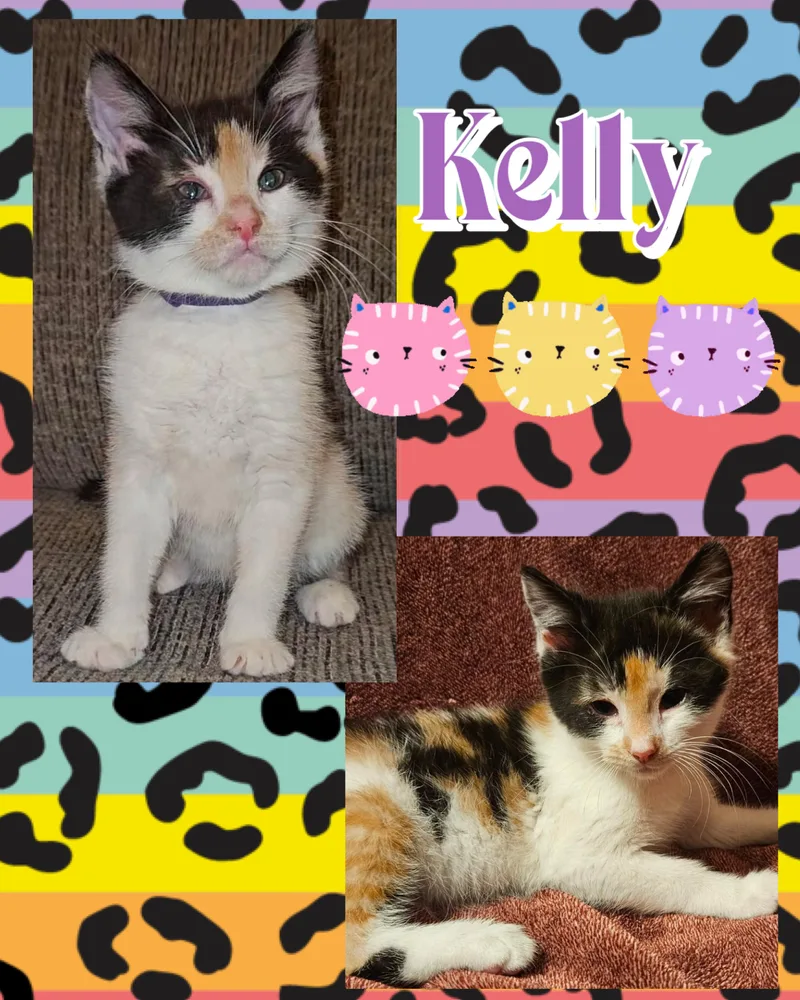 Kelly thumbnail 4