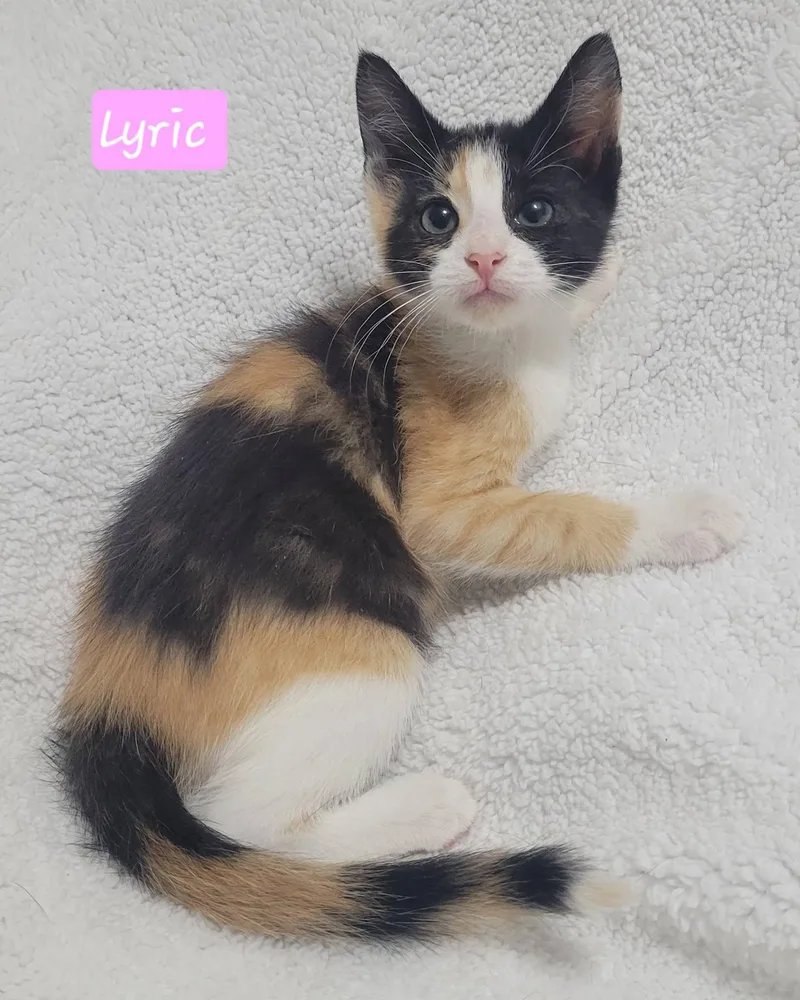 A baby medium-sized female Calico Domestic Short Hair cat named Lyric for adoption in LaPlace, LA