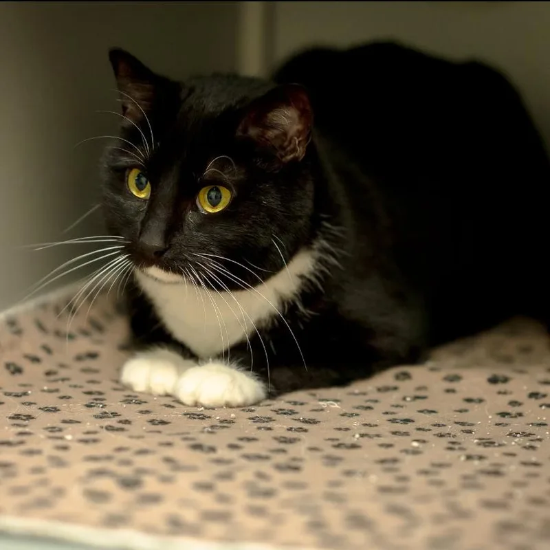 An adult medium-sized female Black Domestic Short Hair cat named Buttons for adoption in Sullivan, IL