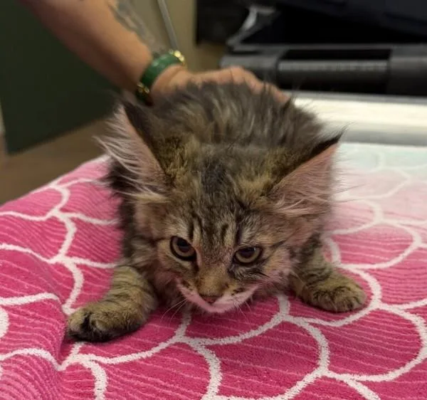 A baby medium-sized female Domestic Long Hair cat named Swallowtail for adoption in Oakland, CA