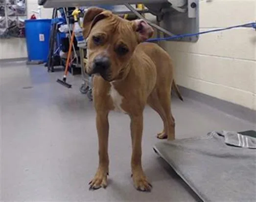 A young large-sized male Pit Bull Terrier dog named Kiro for adoption in Denver, CO